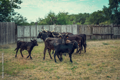 The work of herdsmen in the toril to select Camargue bulls from breeding in Camargue, France