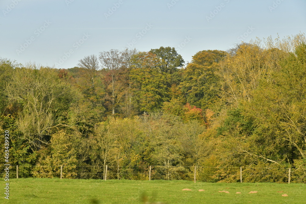Prairie le long de la forêt de Soignes en automne près de l'abbaye du Rouge-Cloître à Auderghem Prairie le long de la forêt de Soignes en automne près de l'abbaye du Rouge-Cloître à Auderghem