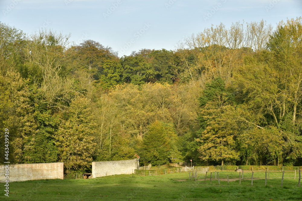 Prairie le long de la forêt de Soignes en automne près de l'abbaye du Rouge-Cloître à Auderghem