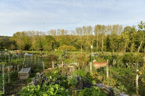 Le potager collectif de l'abbaye du Rouge-Cloître à la lisière de la forêt de Soignes en automne à Auderghem photo