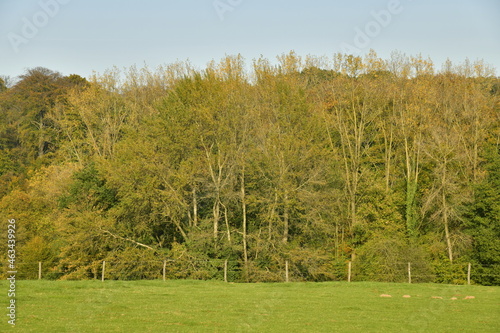 Prairie le long de la forêt de Soignes en automne près de l'abbaye du Rouge-Cloître à Auderghem photo