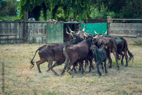 The work of herdsmen in the toril to select Camargue bulls from breeding in Camargue, France