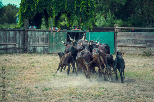 The work of herdsmen in the toril to select Camargue bulls from breeding in Camargue, France