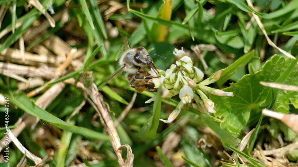 Honey bee on a white clover flower in Cotacachi, Ecuador Honey bee on a white clover flower in Cotacachi, Ecuador