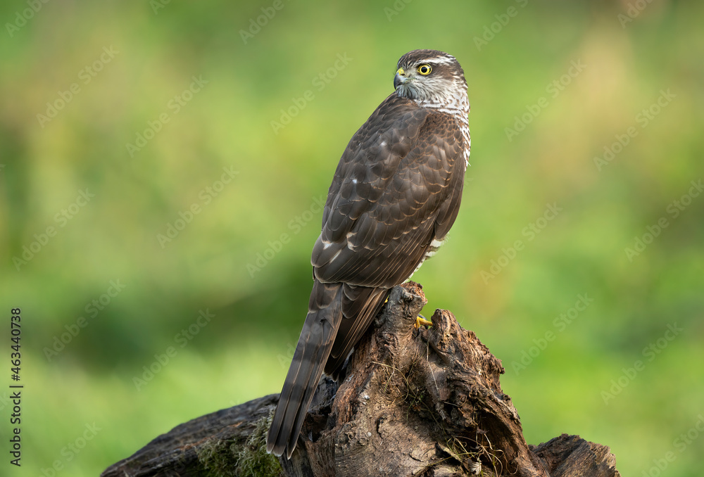 Sparrowhawk ( Accipiter nisus ) close up Sparrowhawk ( Accipiter nisus ) close up