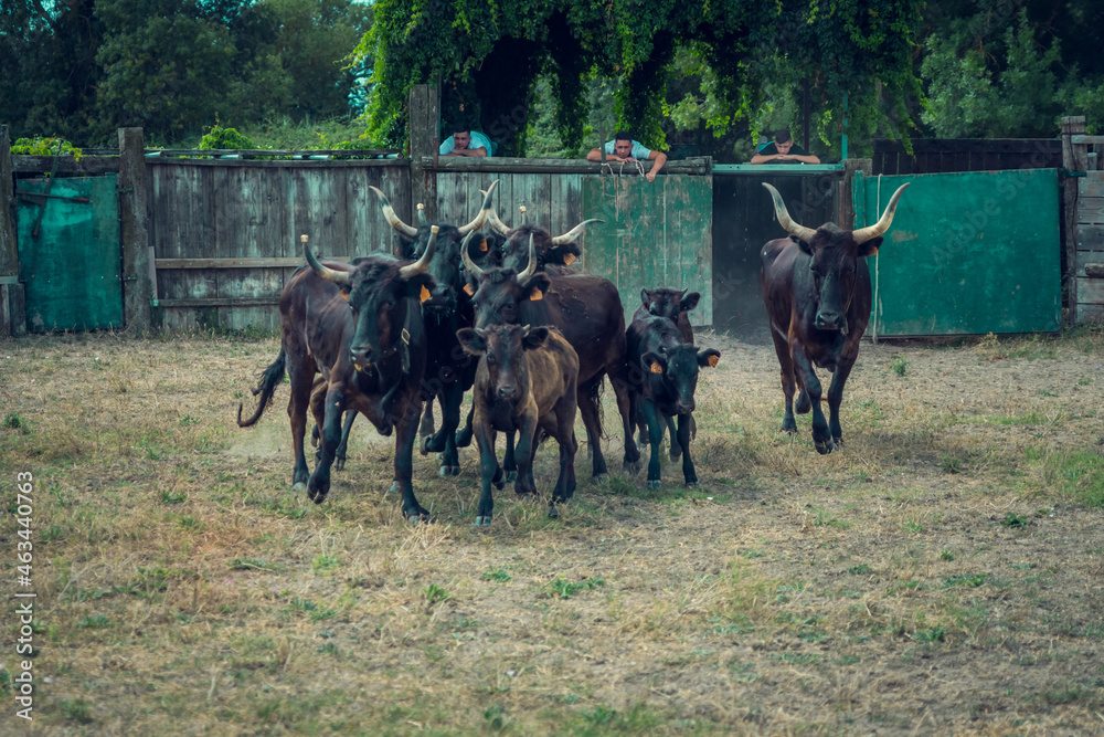 The work of herdsmen in the toril to select Camargue bulls from breeding in Camargue, France The work of herdsmen in the toril to select Camargue bulls from breeding in Camargue, France