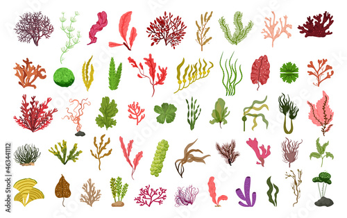 Collection of colorful detailed algae. Illustrations isolated on white background.