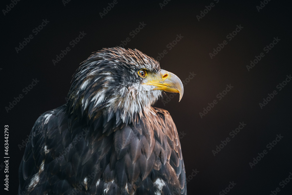 Obraz premium Closeup portrait of Washington Eagle against clear background