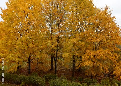 Autumn painted leaves of trees in the park in yellow.
