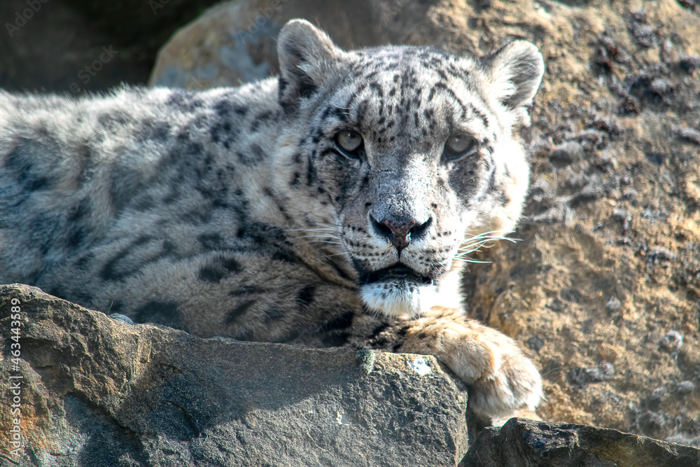 Portrait of the endangered snow leopard resting Portrait of the endangered snow leopard resting