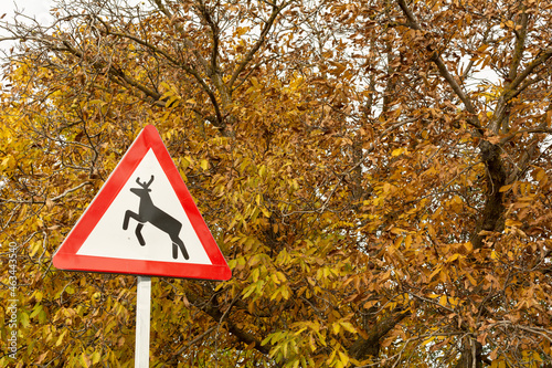 Red triangle road sign warning of deer on a background of autumn foliage photo