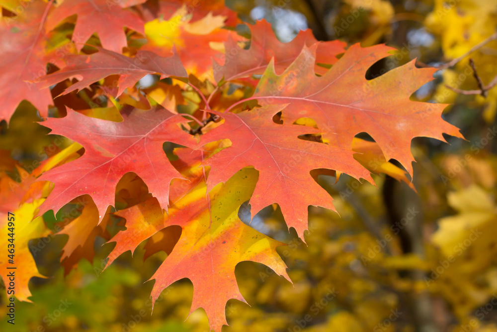 Fototapeta premium leaves in autumn, oak leaves