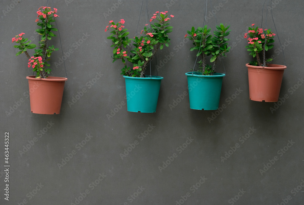 flowers in a pot flowers in a pot