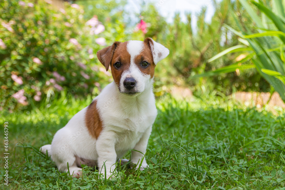 Jack Russell Terrier puppy on grass. Puppy Jack Russell Terrier plays in the bright green carpet closeup. Favorite pet Jack Russell Terrier puppy on grass. Puppy Jack Russell Terrier plays in the bright green carpet closeup. Favorite pet