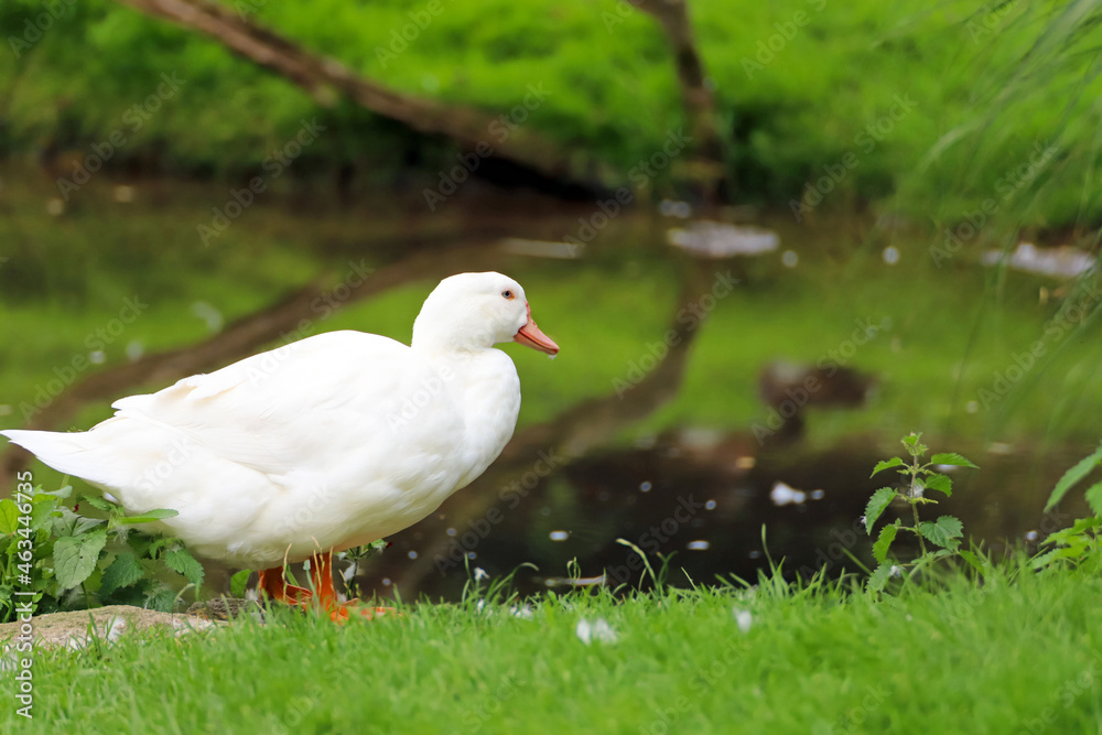 Fototapeta premium canard blanc
