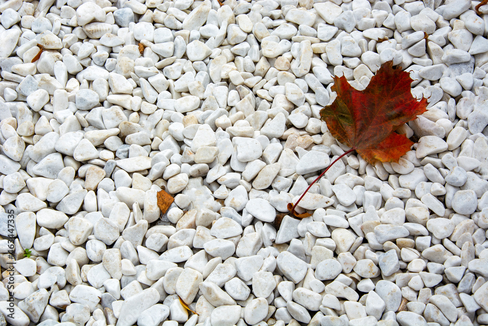 A maple leaf lies on white gravel. Background from stones and leaves. A maple leaf lies on white gravel. Background from stones and leaves.