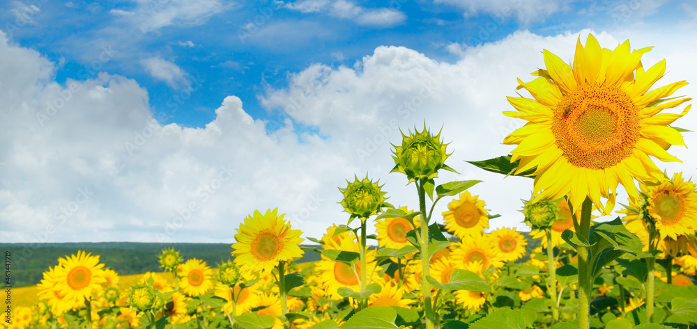 Spring landscape, field of beautiful golden sunflowers, blue sky and white clouds. Wide photo. - obrazy, fototapety, plakaty 