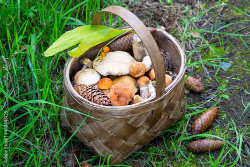 Basket with mushrooms. Collecting edible mushrooms in the forest.