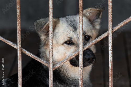 Unhappy sad dog in a cage behind bars in an animal shelter close-up portrait. An animal abandoned in a shelter, abandoned by its owners.