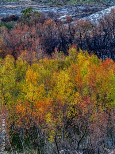 Fall color in Orange County, California