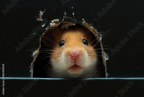 Slika na platnu Pet Syrian Hamster