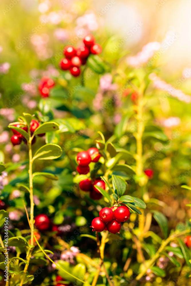 Fototapeta premium Red cowberry in the forest in summer sunny day.