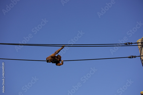 Orangutan on cable