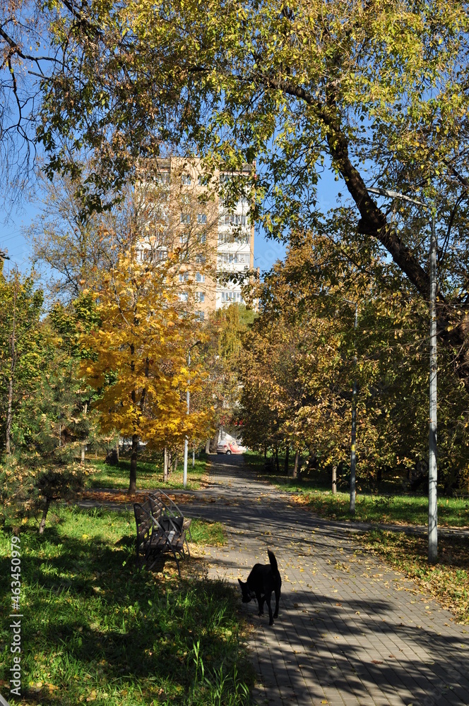 City landscape, autumn in the city. View of trees with yellow leaves. Sunny day in the city square. City landscape, autumn in the city. View of trees with yellow leaves. Sunny day in the city square.