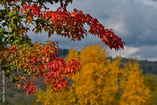 Russia. Mountain Shoria. Fragments of apple tree branches in rainbow autumn colors against a gloomy sky. photo