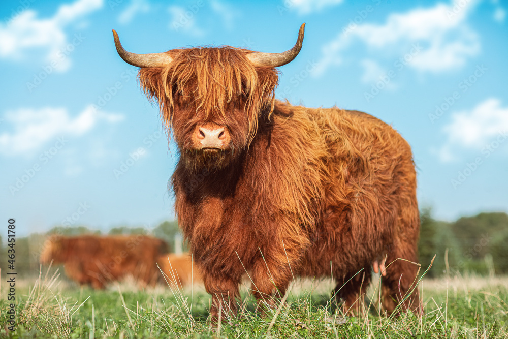 Portrait of a Highland Cattle cow on a meadow