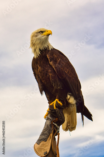 a bald eagle. detailed shot. graceful and proud bird.
