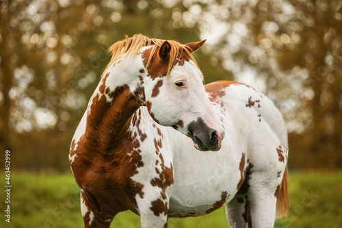 Portrait of american paint horse in autumn photo