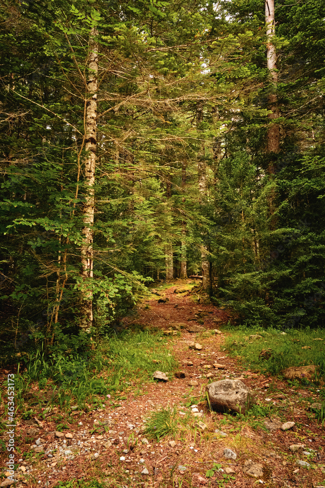 Obraz premium path to the coniferous forest