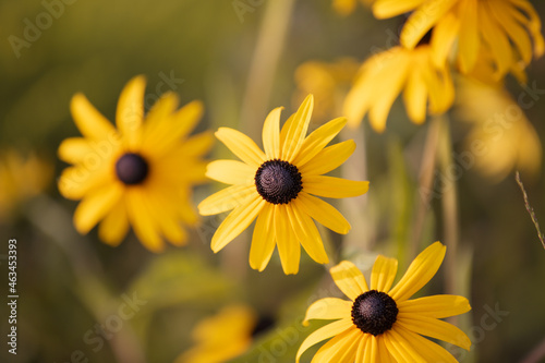 Rudbeckia with yellow flowers blooms in the garden photo