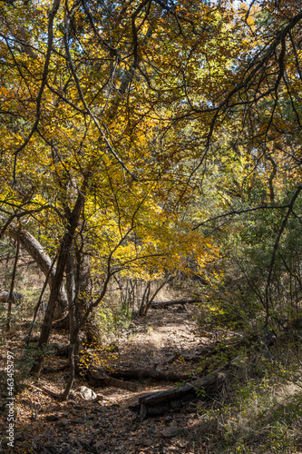 Landscapes of Texas Hill Country in the fall  autumn  season changing  outdoors  river  camping