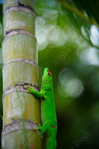 Gekko Phelsuma grandis Sur L ile de la reunion