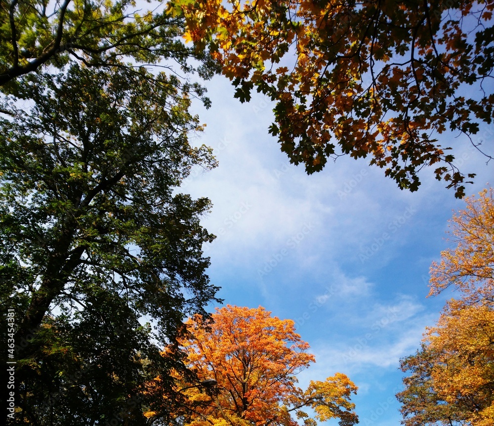 autumn, tree, fall, sky, leaves, nature, yellow, leaf, forest, blue, red, season, orange, trees, branch, color, foliage, bright, maple, plant, landscape, october, day, green, beautiful