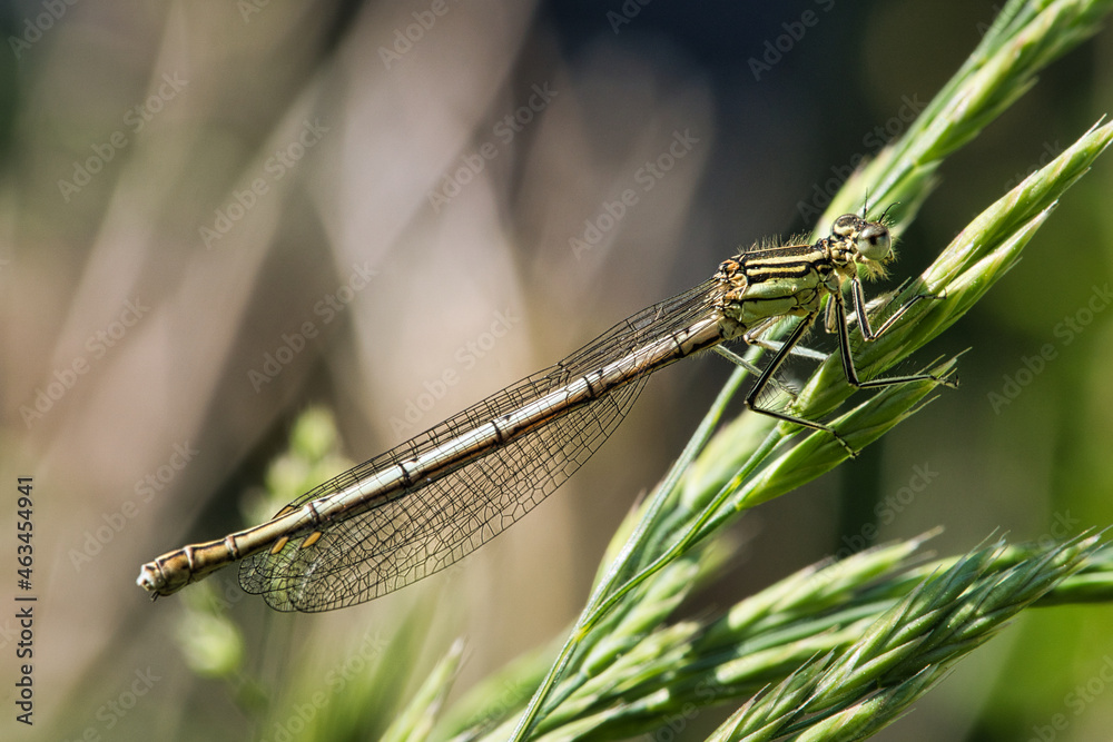 Dragonfly taken in the garden. detailed to look at Dragonfly taken in the garden. detailed to look at