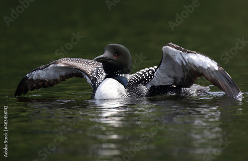 loonie in water during summer photo