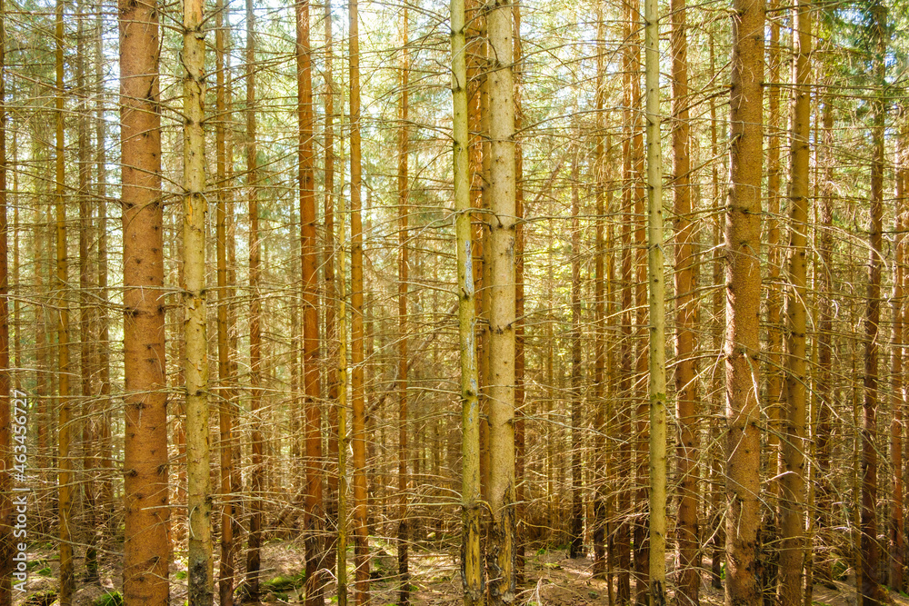 Obraz premium Pine forest with high trees in sunlight