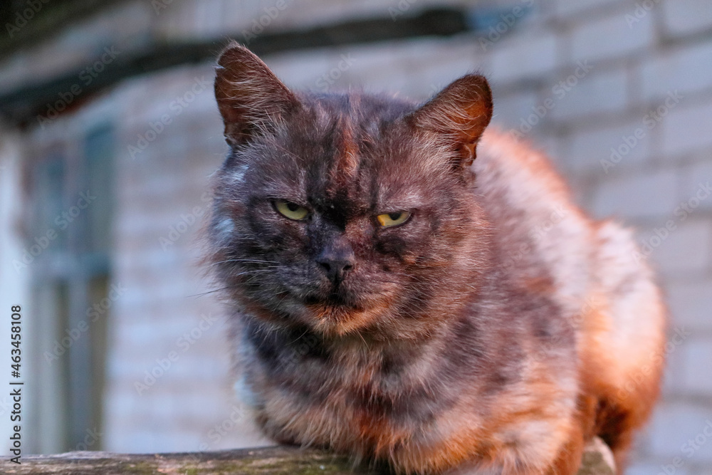 Angry cat sitting on the fence meets the dawn.