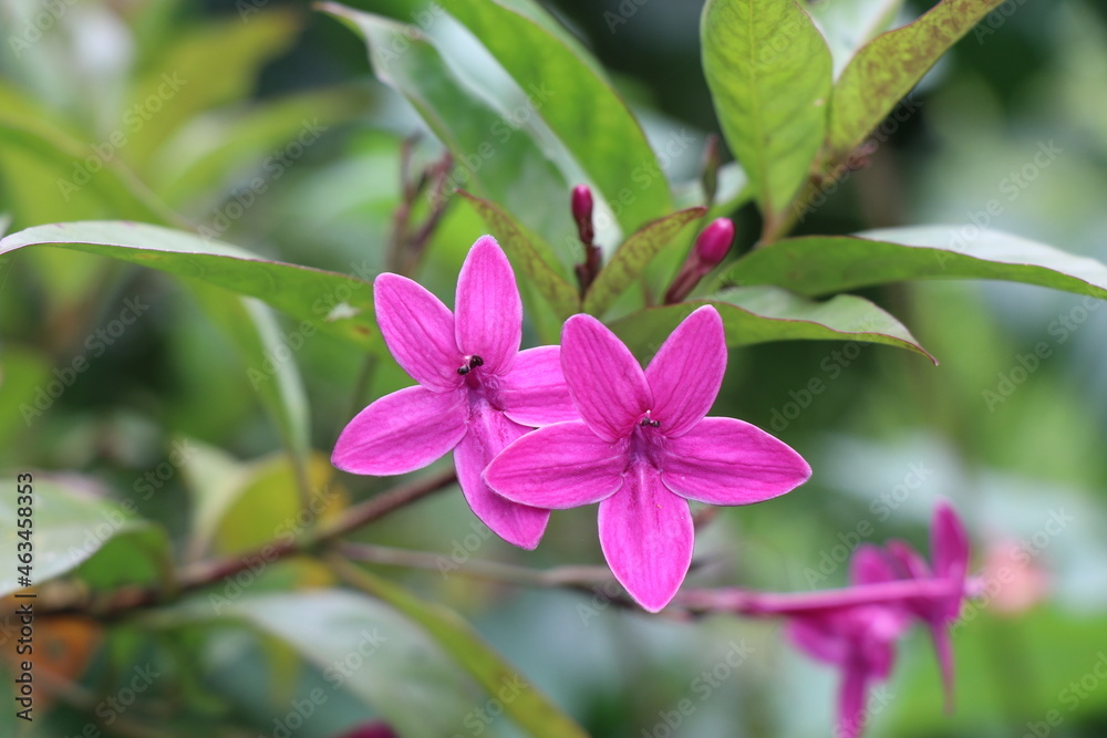 a purple colored beautiful lilly flower in the garden isolated on green natural background. a purple colored beautiful lilly flower in the garden isolated on green natural background.