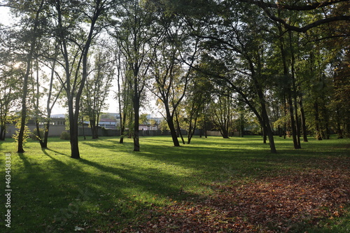 Fototapeta Naklejka Na Ścianę i Meble -  on a warm autumn day, the sun breaks through the crowns of deciduous trees in an old park