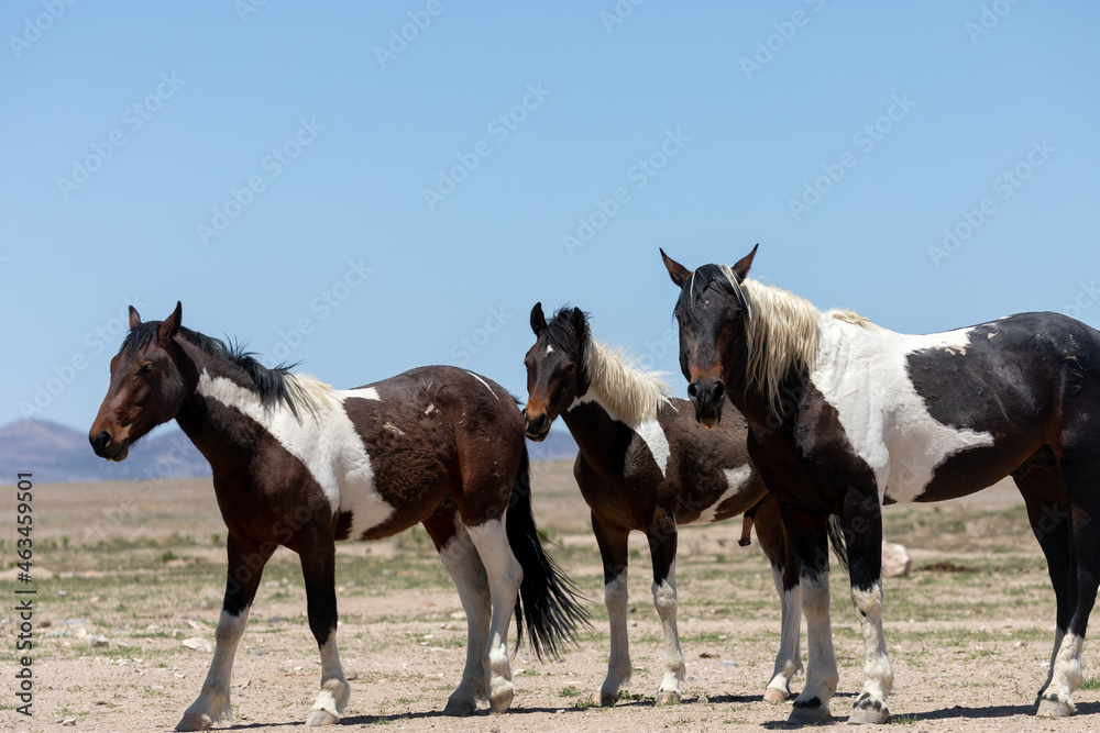 Wild Horses in Spring in the Utah Desert Wild Horses in Spring in the Utah Desert