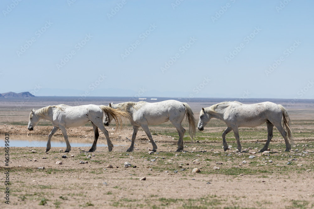 Wild Horses in Spring in the Utah Desert Wild Horses in Spring in the Utah Desert