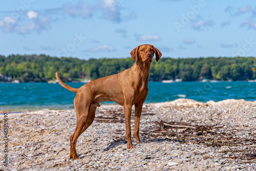 Young Vizsla dog wet from the lake in a strong stance on the beach looking towards the camera. The dog appears strong and healthy.
