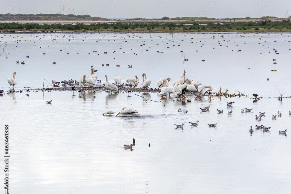 Autumn in Texas Gulf Coast, vacation, nature, birding, beach, sun