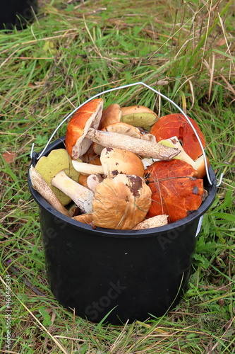 A whole bucket of edible mushrooms from the forest.