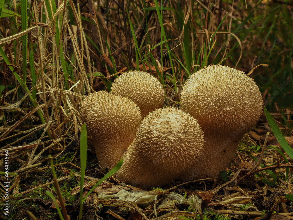 mushrooms in the grass mushrooms in the grass