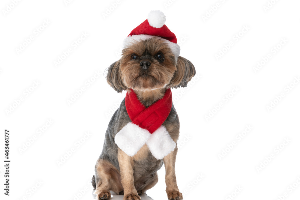 yorkshire terrier dog wearing a christmas hat yorkshire terrier dog wearing a christmas hat